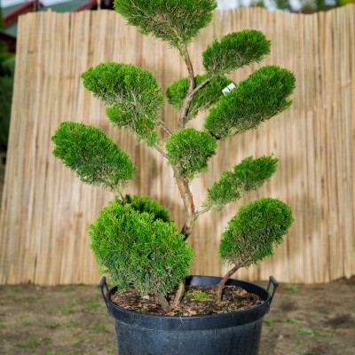 Bonsai Juniperus Mint Julep 100-125cm C60